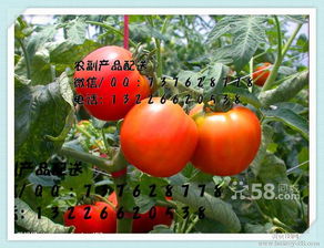 番禺专业食材与农副产品配送服务 为企业食堂与工厂提供一体化餐饮解决方案