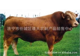 济宁市任城区谱天农副产品销售中心 连接田间与餐桌的桥梁