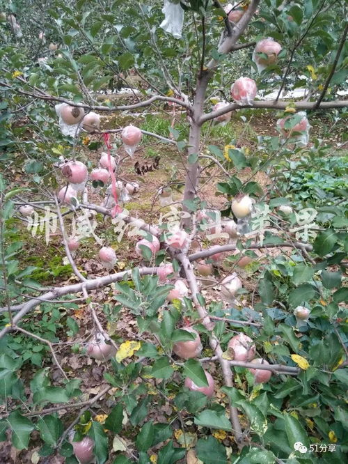 农副产品与土特产购销 打开乡村财富之门的绿色通道