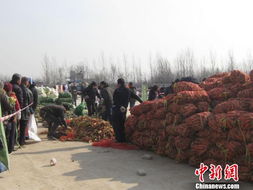 郑州免费发放10斤萝卜白菜，暖心之举引市民排长龙响应