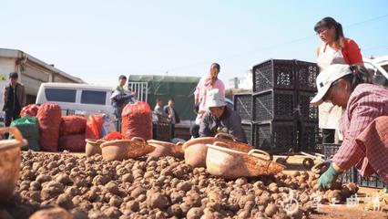 富源魔芋购销两旺，8个月交易额突破8亿元