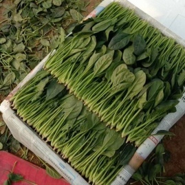 山东滨州惠民县优质蔬菜产地货源代办服务——万丰果蔬农副产品购销配送