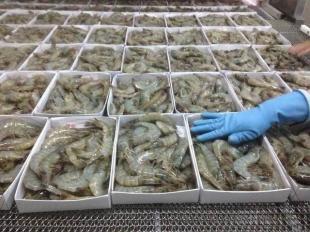 越南南美白虾 全球农副产品购销链中的明星