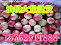 山东农副产品购销中心 搭建高效平台，助力农产品流通